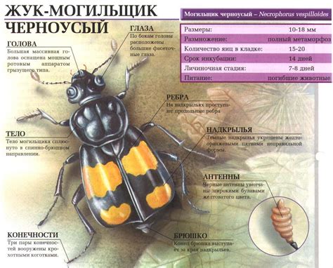 Происхождение названия жука могильщика