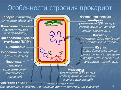 Прокариоты и их особенности