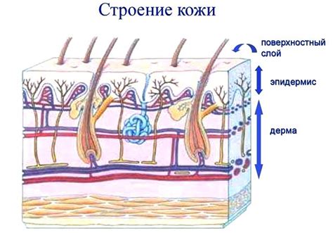 Проникают в кожу