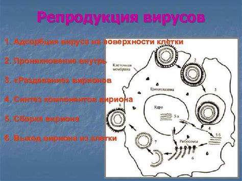 Проникновение внутрь клетки