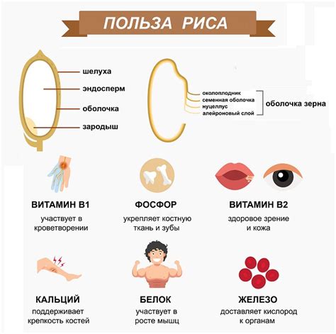 Пропаренный рис: что это и для чего он нужен