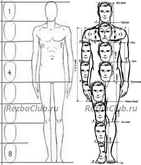 Пропорции и анатомия человека