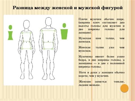 Пропорции и основные черты мужчины, женщины и ребенка