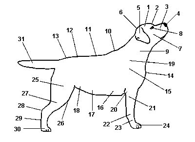 Прорисовка основных форм тела лабрадора