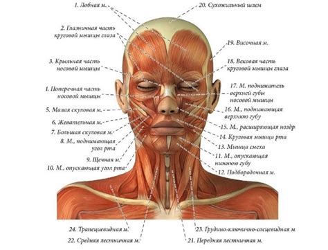 Прослабление мышц лица и подбородка