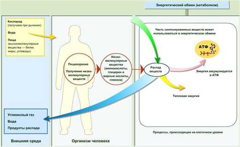 Противоречивые реакции организма