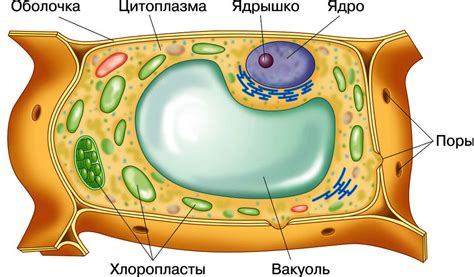 Протоплазма как старт жизни