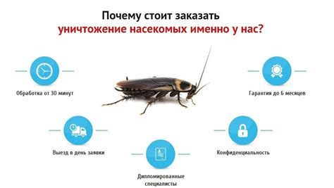 Профессиональные методы борьбы с насекомостью