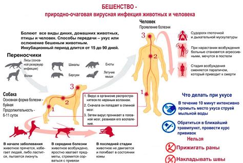 Профилактика бешенства