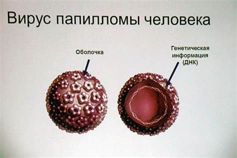 Профилактика возникновения новых папиллом