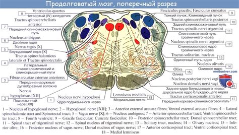 Профилактика и реабилитация при повреждении продолговатого мозга