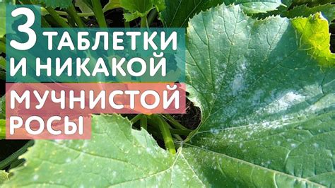 Профилактика мучнистой росы