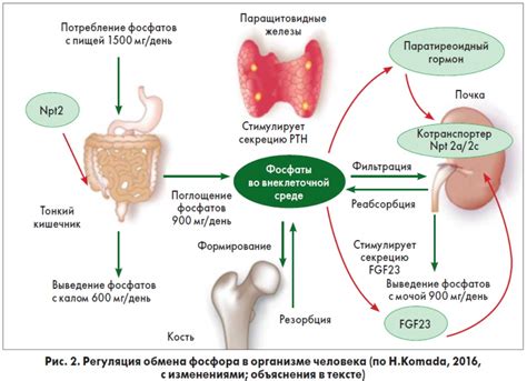 Профилактика накопления фосфора в организме