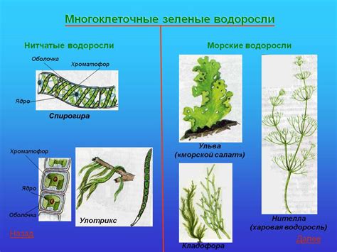 Профилактика образования зеленых водорослей