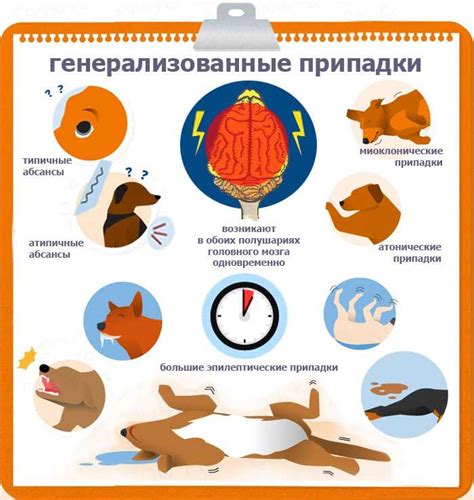 Профилактика приступов эпилепсии у собак