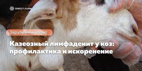 Профилактика трясения задних ног у коз