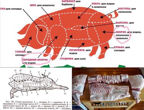 Профилактические меры по улучшению состояния ног у свиньи