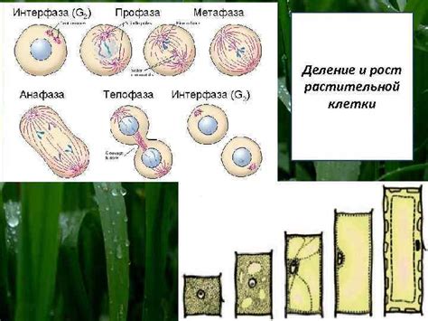 Процессы, происходящие в растительной клетке