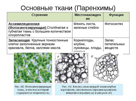 Процессы, связанные с основной тканью растений