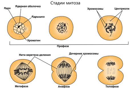 Процессы деления клеток