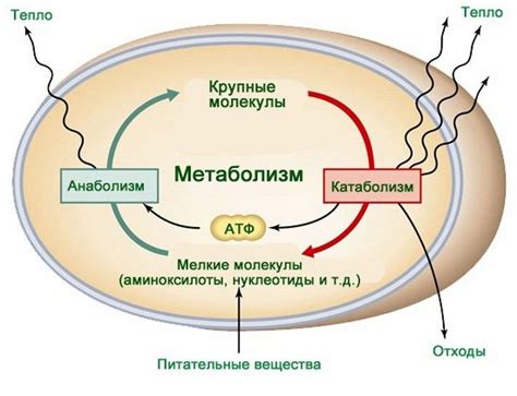 Процессы метаболизма и питания грудничков