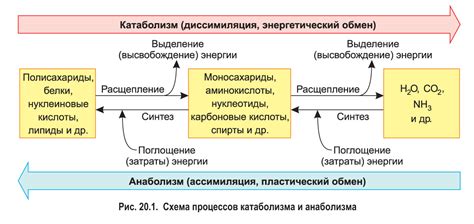 Процессы обмена веществ в открытых биосистемах