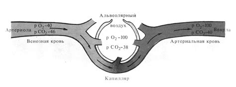 Процессы обмена газов