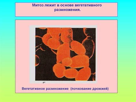 Процессы обновления и замены поврежденных клеток