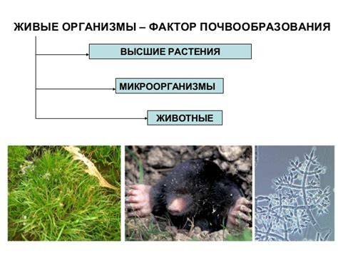 Процессы переработки растительности и животных останков