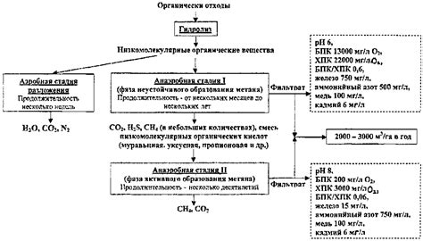 Процессы разложения организма