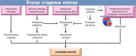 Процессы старения