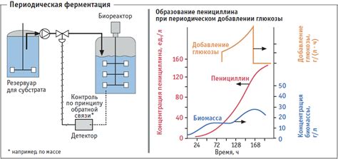 Процессы ферментации и осаждения: