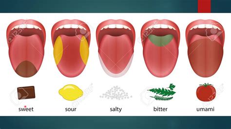 Процесс вкусовых ощущений