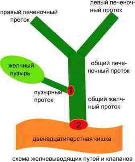 Процесс выработки и хранения желчи