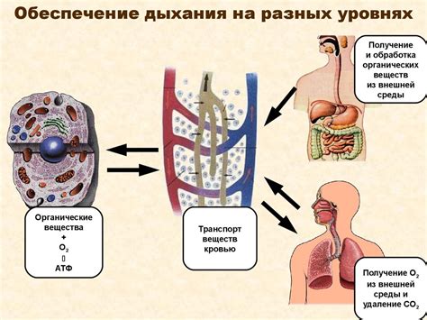 Процесс дыхания и его связь с появлением пены