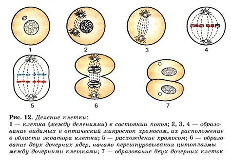 Процесс клеточного деления