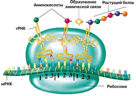 Процесс образования из полного Чендлера