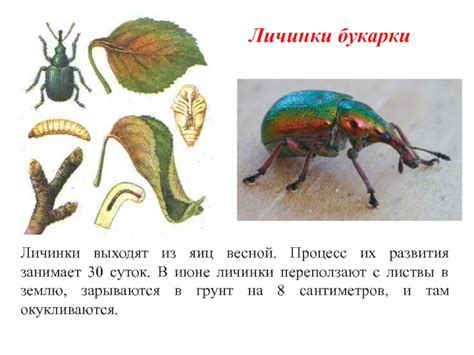 Процесс образования и развития личинки замка