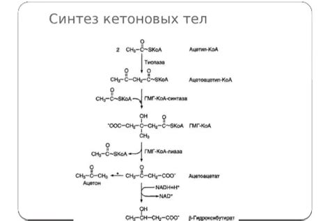 Процесс образования кетоновых тел