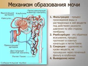 Процесс образования мочи в организме мужчин