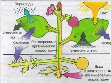 Процесс образования рвоты