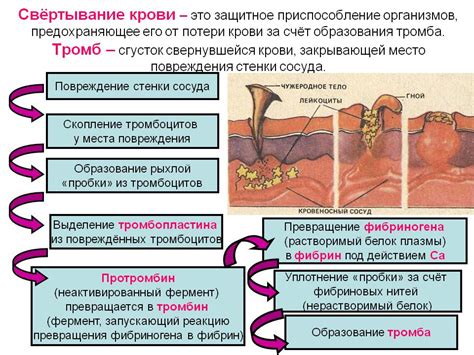 Процесс образования тромба