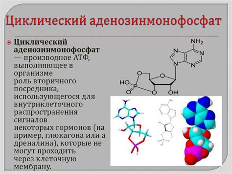 Процесс образования цАМФ, ключевого вещества аденилатциклазной системы