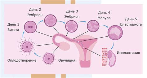 Процесс образования яйца