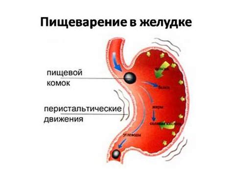 Процесс переваривания белка и нагрузка на желудок