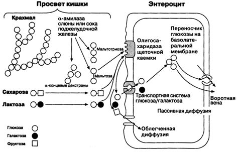 Процесс переваривания клетчатки