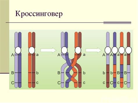 Процесс перекрестного кроссинговера