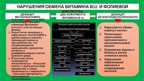 Процесс перехода от красного к желтому костному мозгу