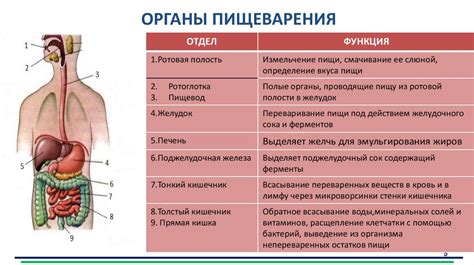 Процесс пищеварения и образование запаха