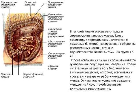 Процесс превращения пищи в каловые массы